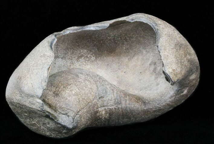 Fossil Whale Ear Bone - Miocene #40321